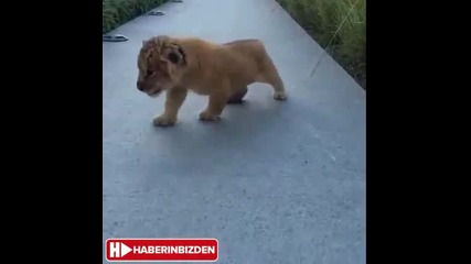 Малко лъвче се опитва да избяга