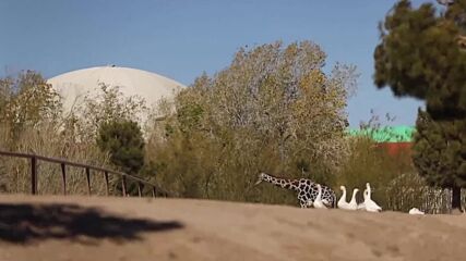 Мексико се подготвя за преместването на жираф в резерват за диви животни (ВИДЕО)
