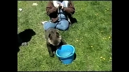 Сладко меченце иска да се къпе ! :)