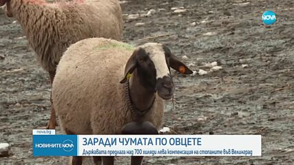 Заради чумата по овцете: Държавата предлага над 700 000 лева компенсация на стопаните във Велинград