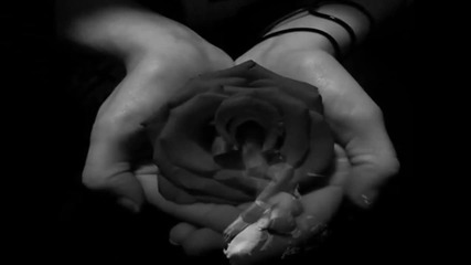 The Dogma - Black Roses