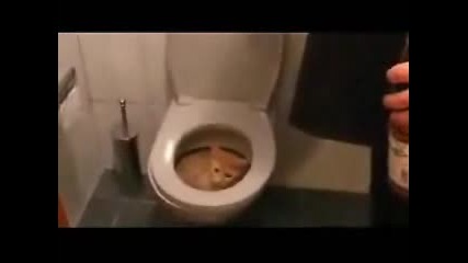 Котка Си Почива В Тоалетната Чиния