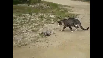 Котка срещу змия 