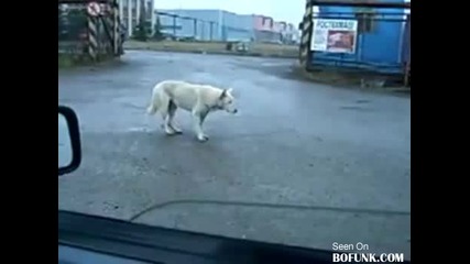Танцуващото куче 