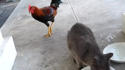 Rooster and cat