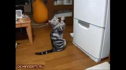 Много гладна котка 