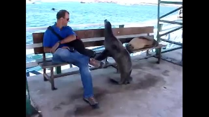 Нахален морски лъв ляга на пейката принуди човека да стане , смях