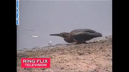 Птица Ловува Риби Като Човек 