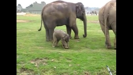 Първите стъпки на новородено слонче !