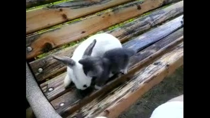 Котето ми Рико и зайчето ми!