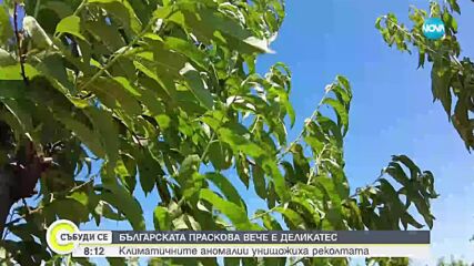 Българските праскови – деликатес за богатите тази година
