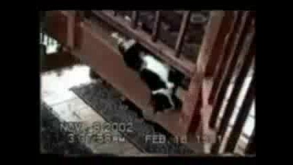 Много Забавни Котки