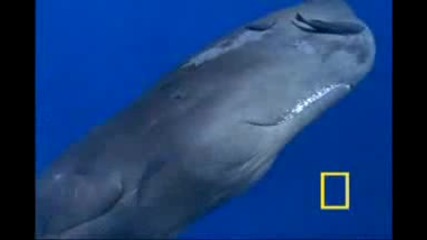 Jewels of the Caribbean - National Geographic - Beautiful Animals 