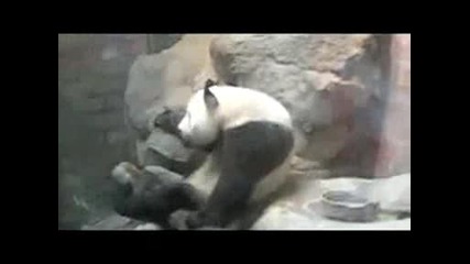 панда гангстер
