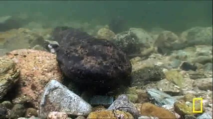 National Geographic - Гигантски японски Salamanders 