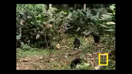 National Geographic Маймуни