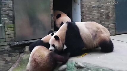Панда се опита да свали малкото си, заседнало на дърво (ВИДЕО)