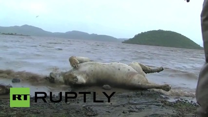 India: Ten endangered lions among wildlife killed in monsoon floods