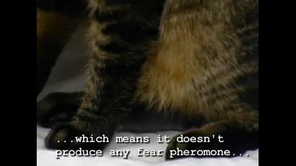 Cat and Mouse Make Friends