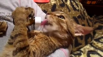 Коте близка млекце доволно !