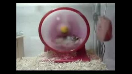 Crazy Hamster