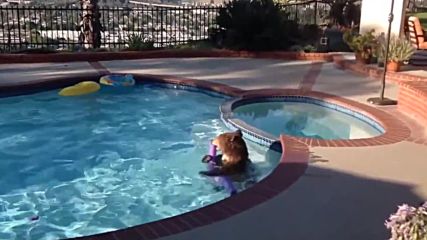 Неканена гостенка - Мечка се охлажда в басейн .