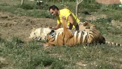 Истинско приятелство между човек , лъв и тигър !
