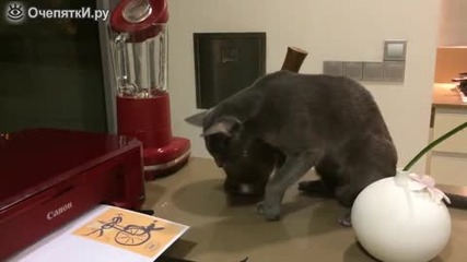 Котка се страхува от принтер