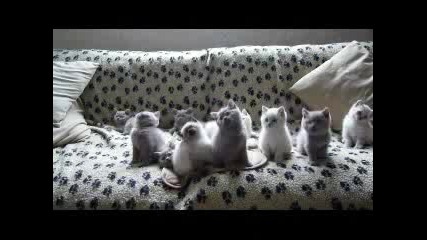 Котета :) 