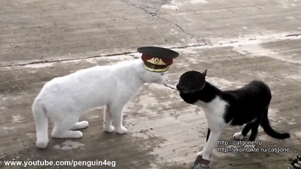 Смях с две котки