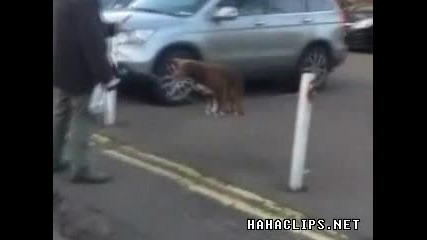 Вашето куче може ли така?