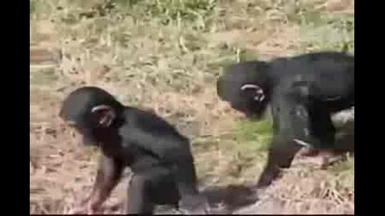A Bad Ape