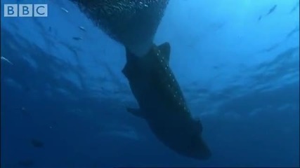 Whale Shark - Bbc Planet Earth 