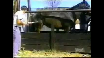 Смях До Скъсване 