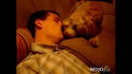Куче Целува Заспал Мъж