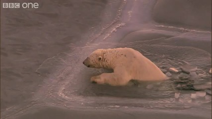 Великите Събития на Природата:полярна мечка на тънак лед 