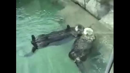 Видри се държат за ръце