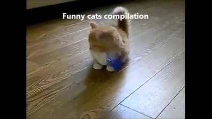 Смешни котета компилация