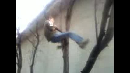 Durvo
