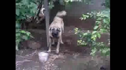 Kangal Razgrad