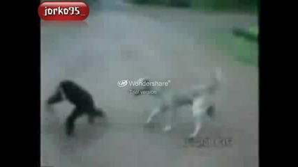 Хвани ку4ето за опашката смях