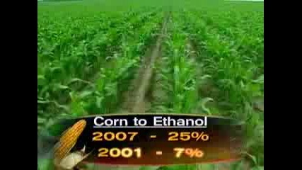 Gold In Those Corn Fields (cbs News)