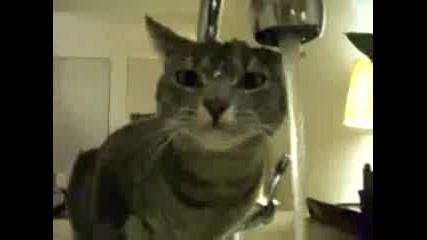 Котка се Къпе на Чешмата 