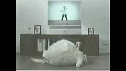 Fat_cat