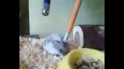 Hamster fights with pencil - Хамстер се бие с молив