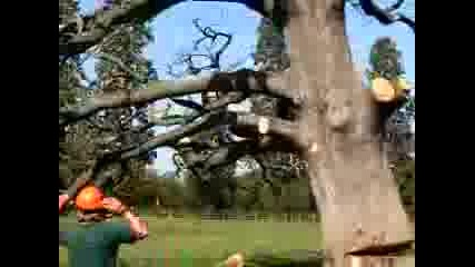 Поваляне На Дърво