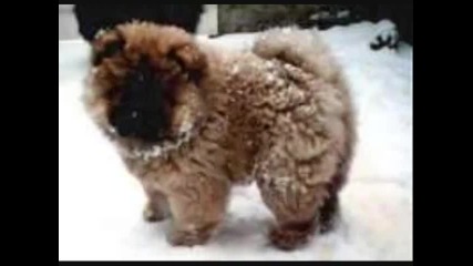 Top 10 Most Dangerous Dogs