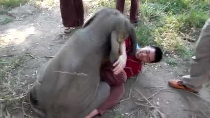да получиш прегръдка от слон