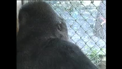 Актьорът Робин Уйлямс и горилата Коко се забавляват
