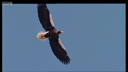 Worlds largest eagle attacks Kittiwake birds - Blue Planet - A Natural History of the Oceans - Bbc 
